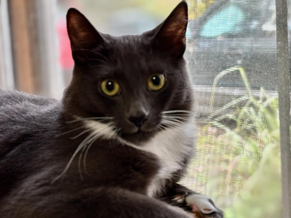Enlarge Milo, a Adoptable Domestic Medium Hair in Palo Alto, CA image 2/3