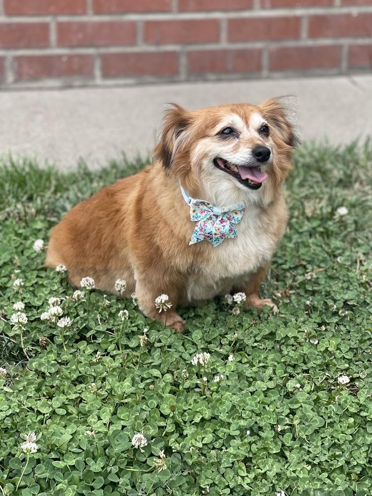 Reba, Adoptable, Senior Female Dachshund & Pomeranian.