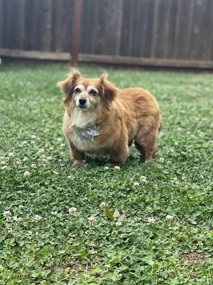 Reba, a Adoptable mixed breed in Pleasant Hill, CA image 3/4