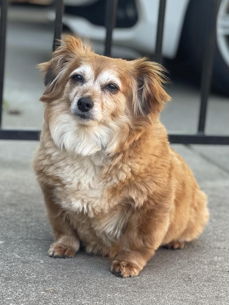 Reba, a Adoptable mixed breed in Pleasant Hill, CA image 4/4
