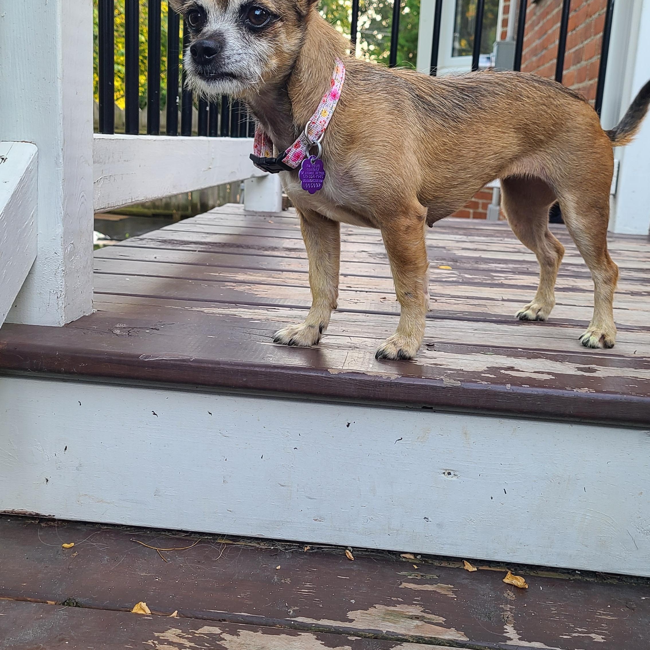 Enlarge Millie, a Adoptable mixed breed in Chatham, ON image 1/3