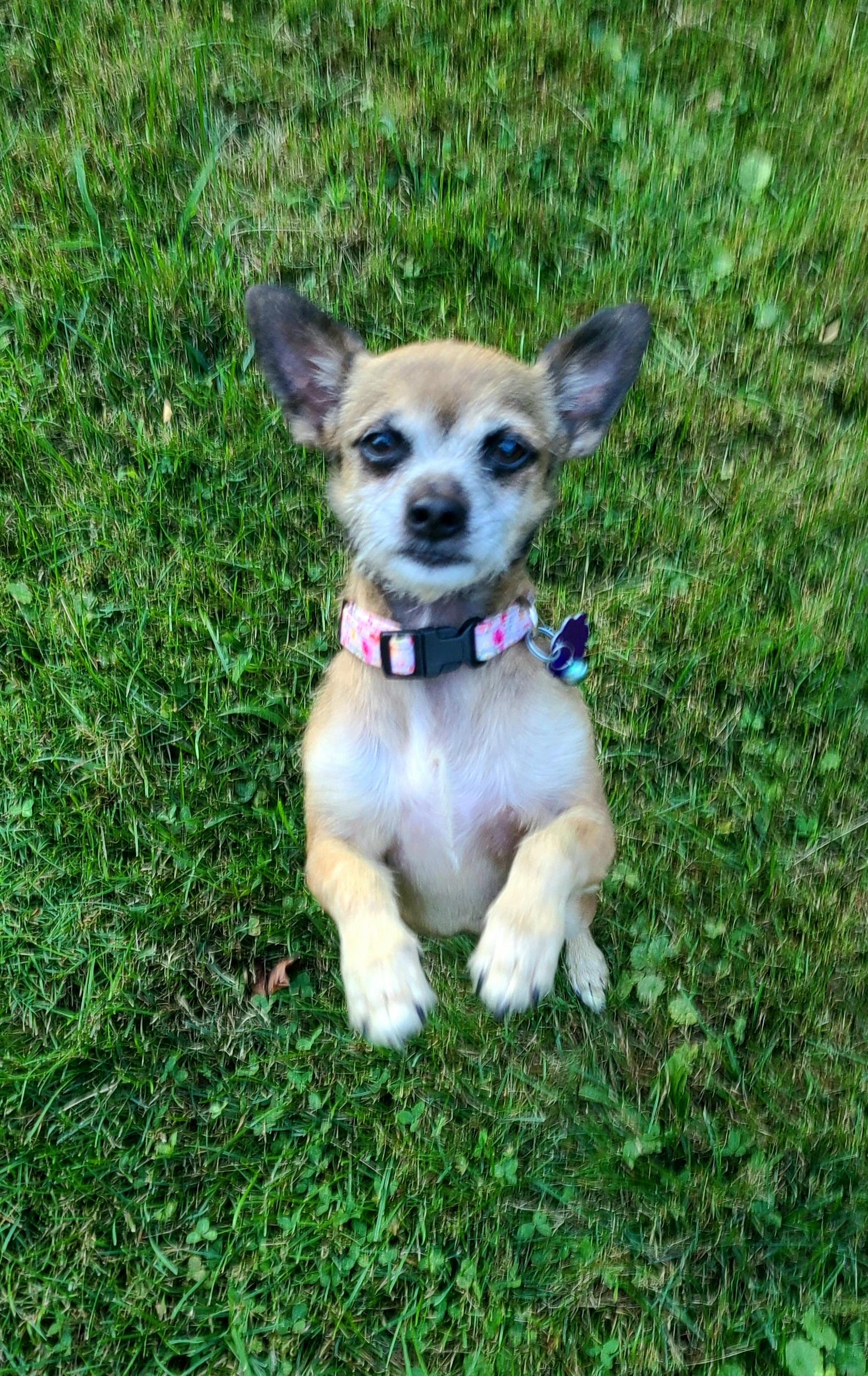 Enlarge Millie, a Adoptable mixed breed in Chatham, ON image 2/3