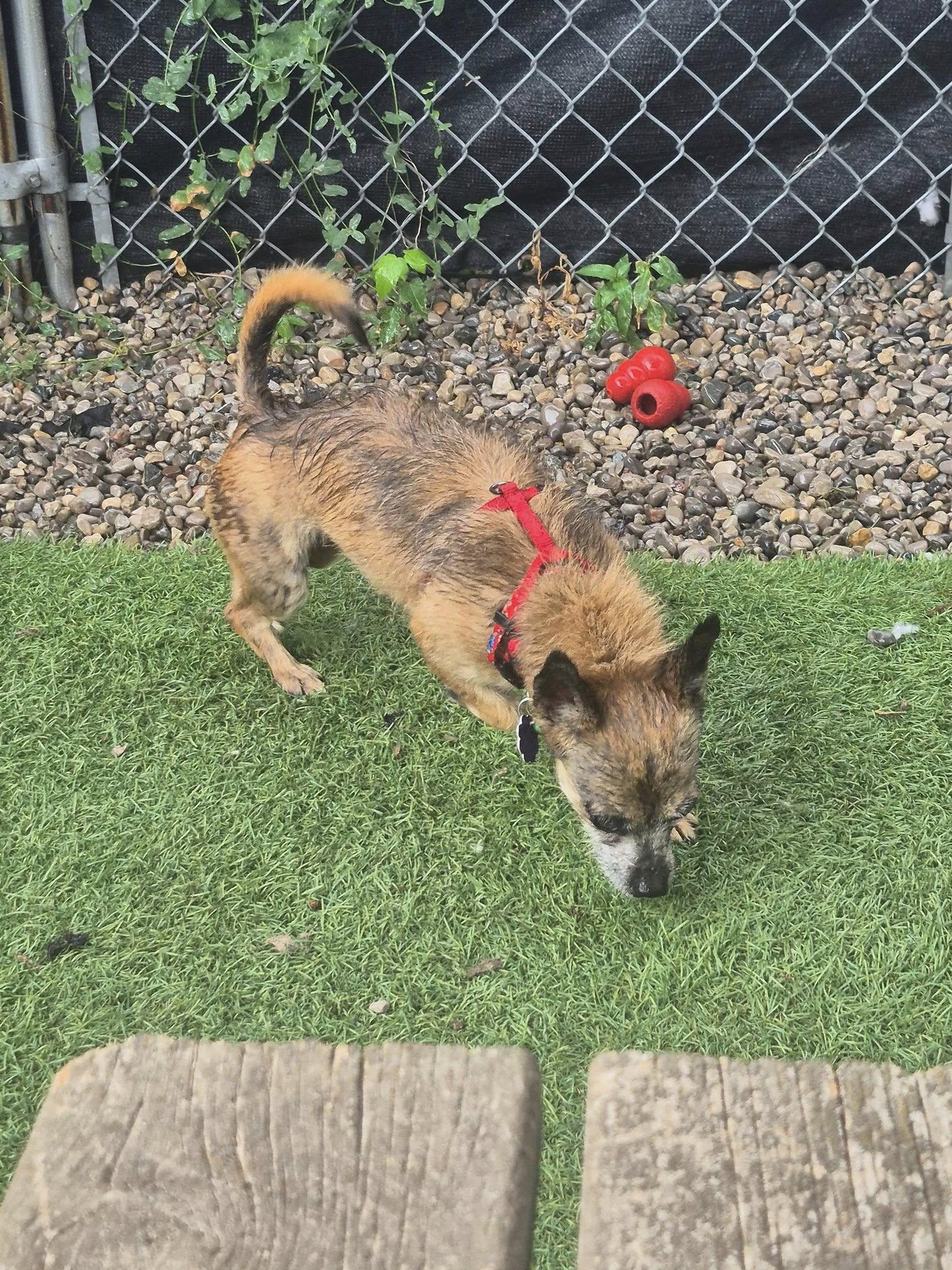 Enlarge Millie, a Adoptable mixed breed in Chatham, ON image 3/3