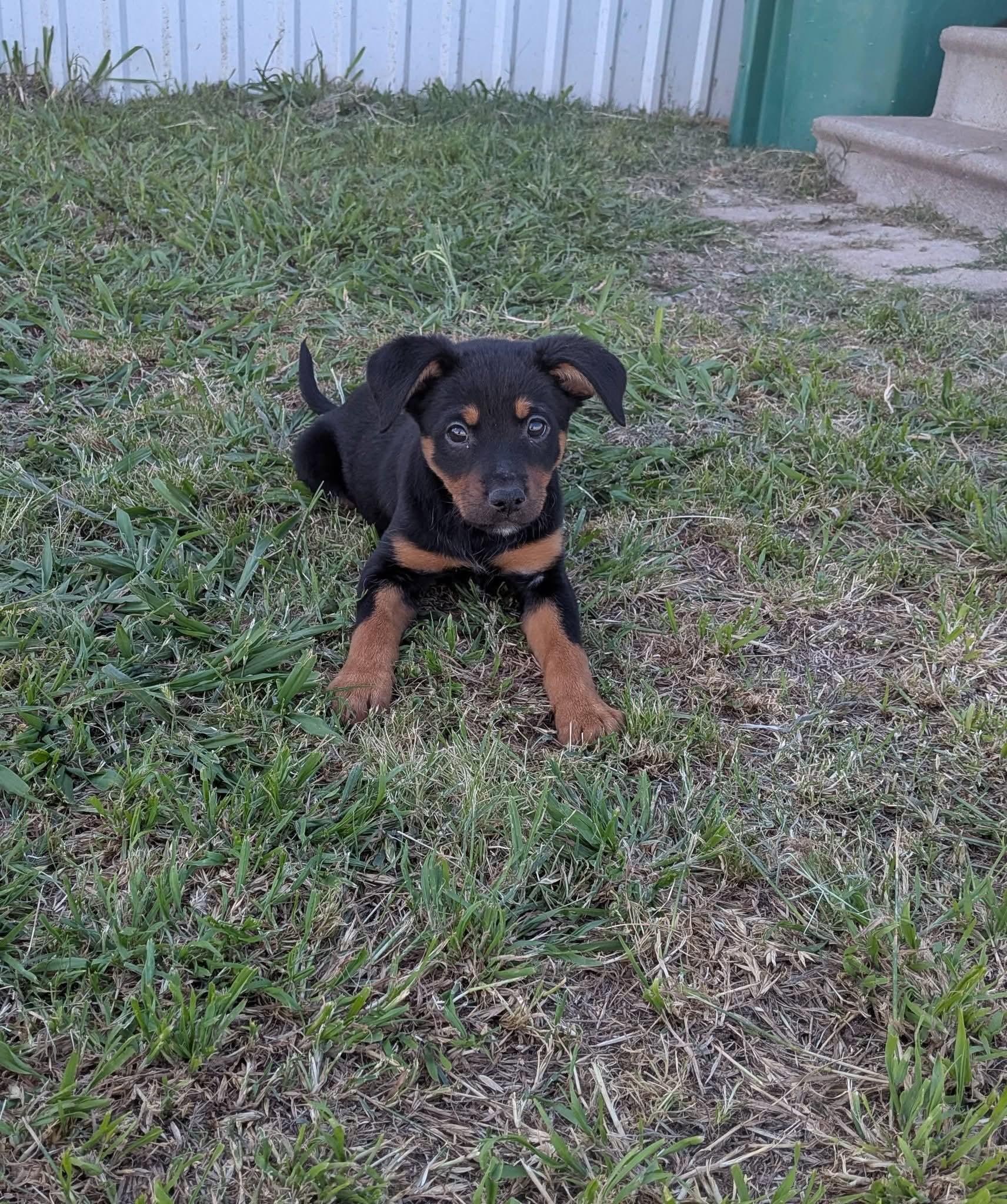 Enlarge Rainier, a ADOPTABLE mixed breed in Wichita Falls, TX image 1/1