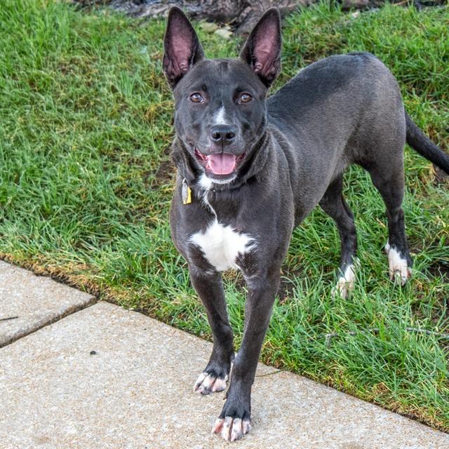 Enlarge SLATE, a Adoptable mixed breed in Saint Louis, MO image 1/1