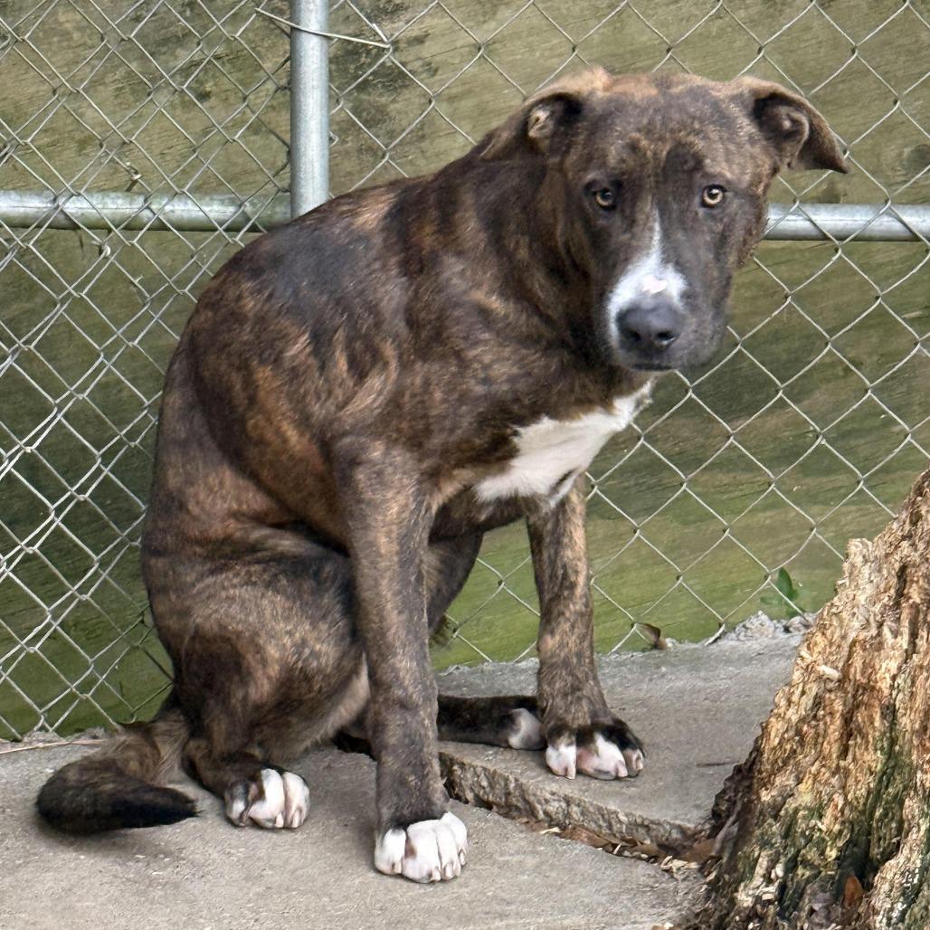 Uncle, a Adoptable English Bulldog in Enterprise, AL image 1/2