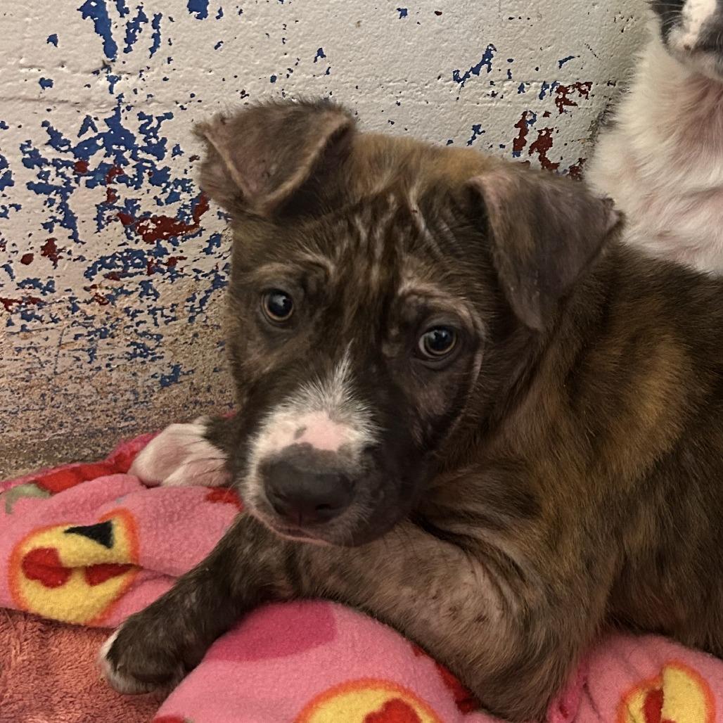 Enlarge Uncle, a Adoptable English Bulldog in Enterprise, AL image 1/2