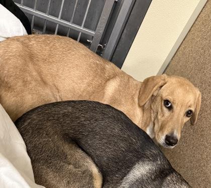 Belle, Adoptable, Puppy Female Hound & Mixed Breed.