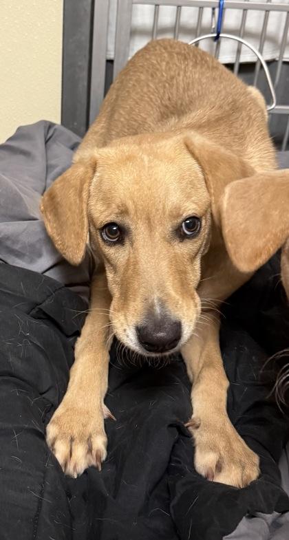 Enlarge Belle, a Adoptable mixed breed in East Brookfield, MA image 2/2