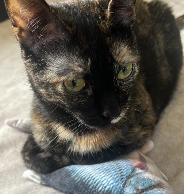 Chia, Adoptable, Adult Female Domestic Short Hair.