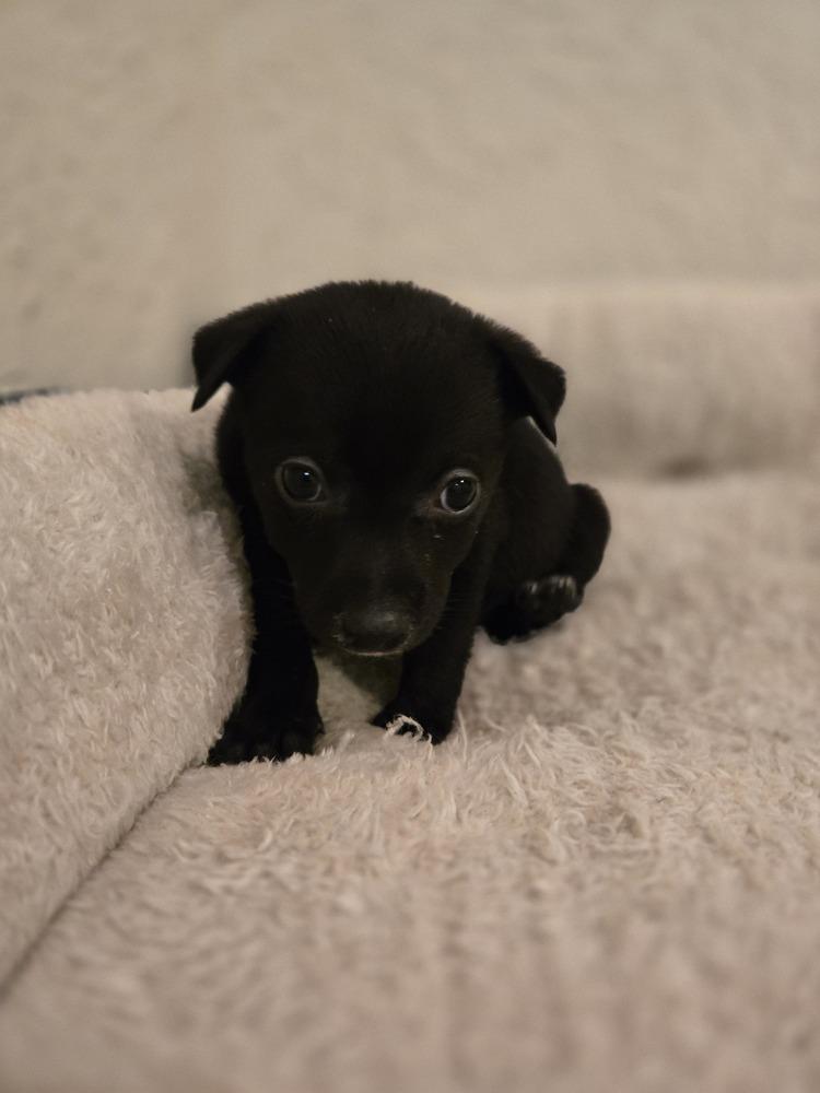Leo, Adoptable, Puppy Male Chihuahua & Terrier.