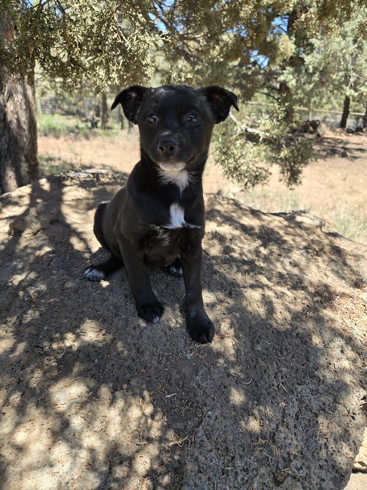 Leo, a Adoptable mixed breed in Bend, OR image 3/4