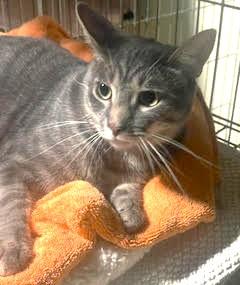 Chloe, Adoptable, Young Female American Shorthair & Russian Blue.