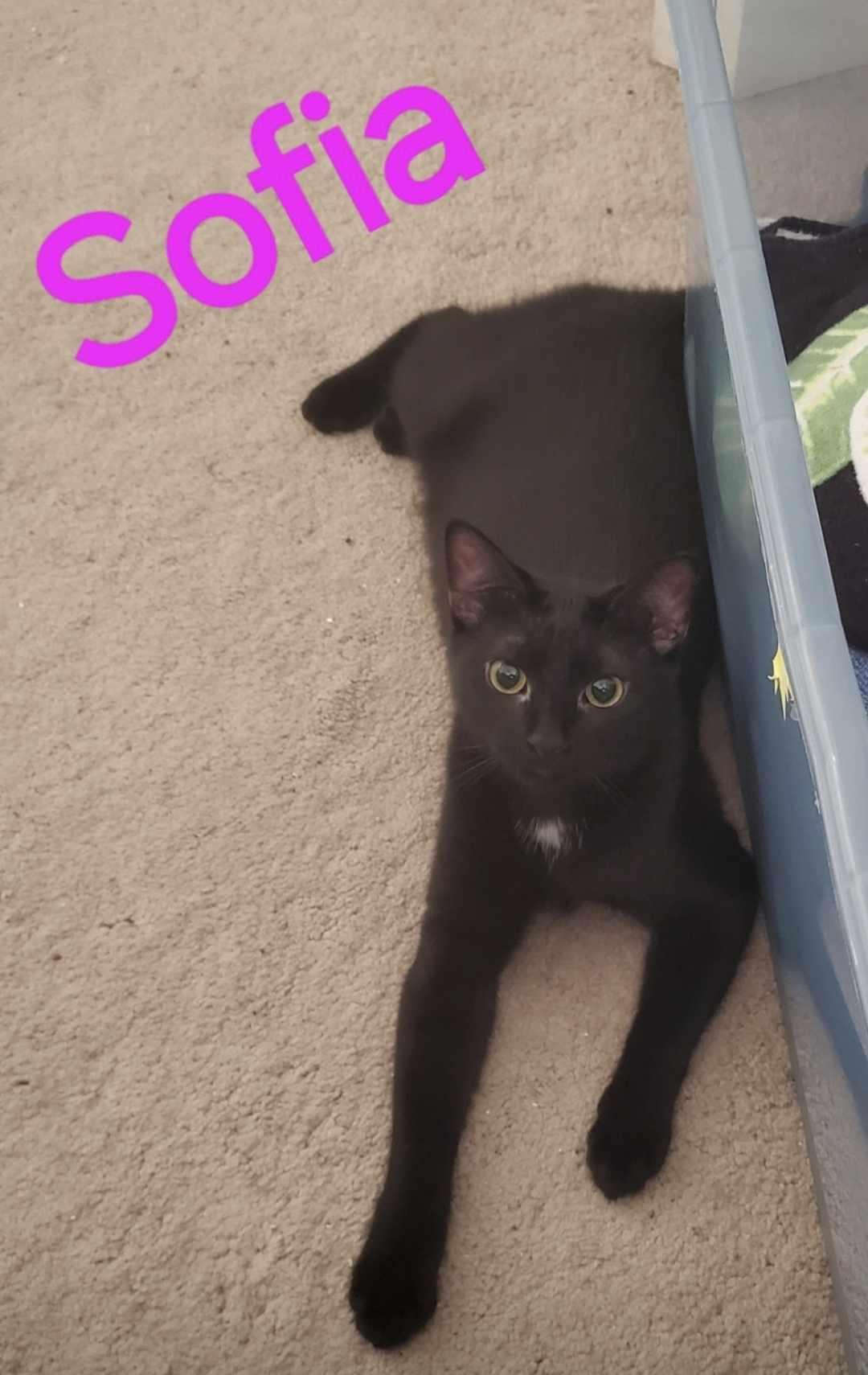 Sofia, a Adoptable Domestic Short Hair in Mount Pleasant, SC image 1/2