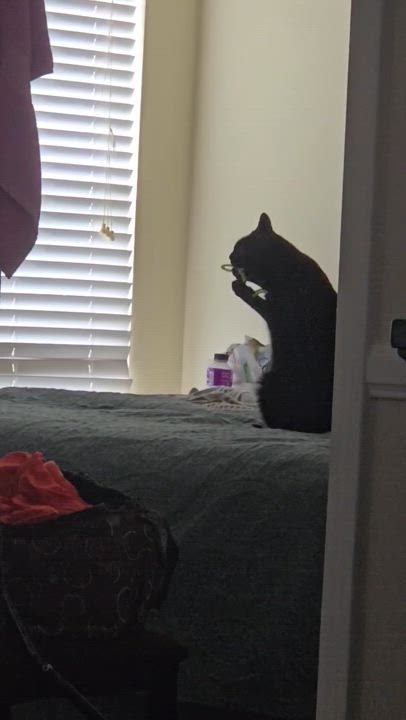 Enlarge Sofia, a Adoptable Domestic Short Hair in Mount Pleasant, SC video 2/2