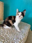 Alice, an adopted Domestic Short Hair in Chico, CA image 1/4