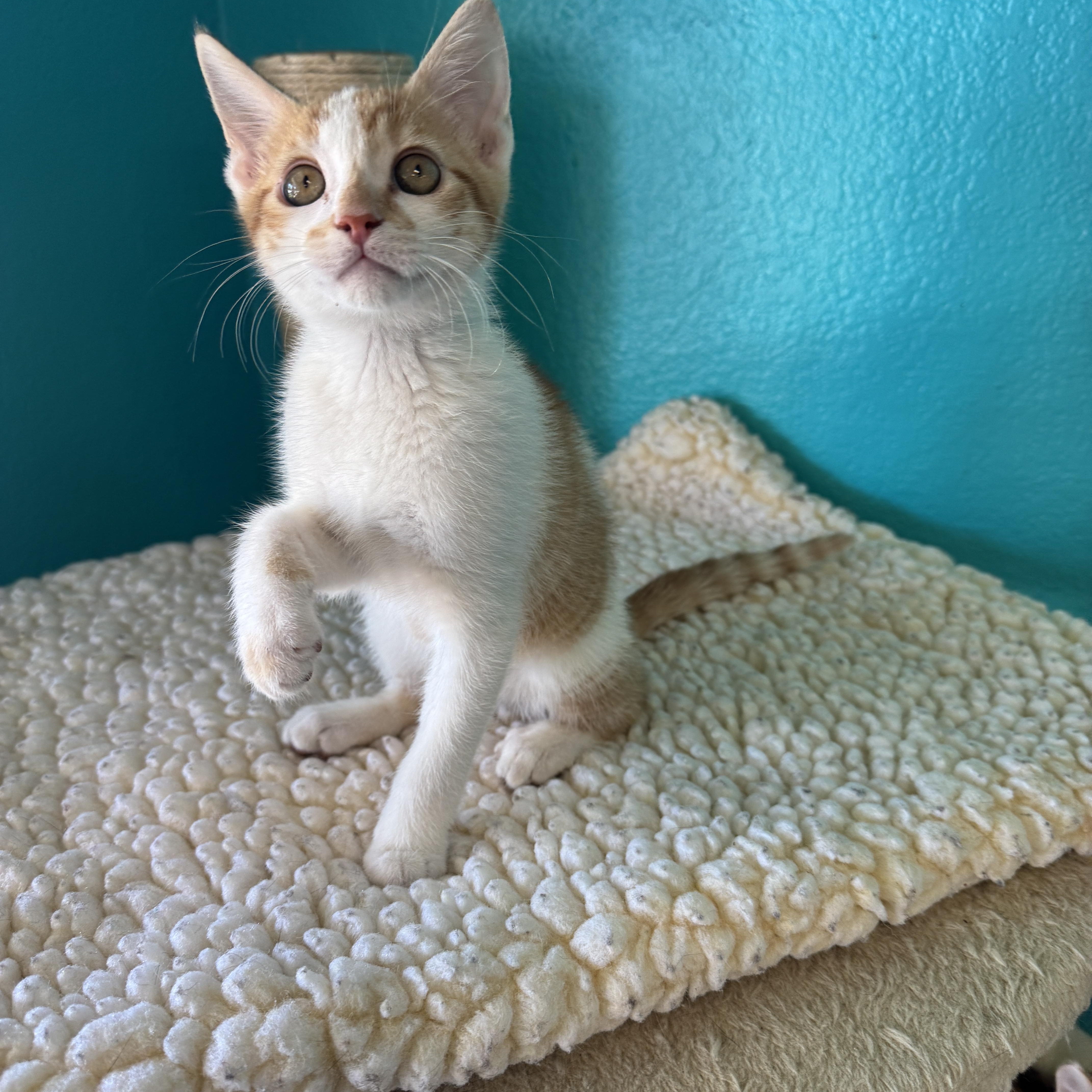 Alice, an adopted Domestic Short Hair in Chico, CA image 4/4