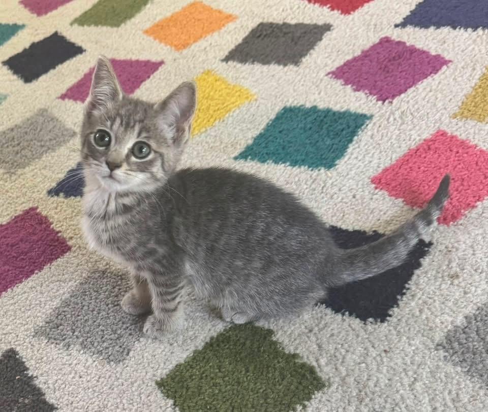 Sevyn, an adopted mixed breed in Saginaw, MI image 2/3