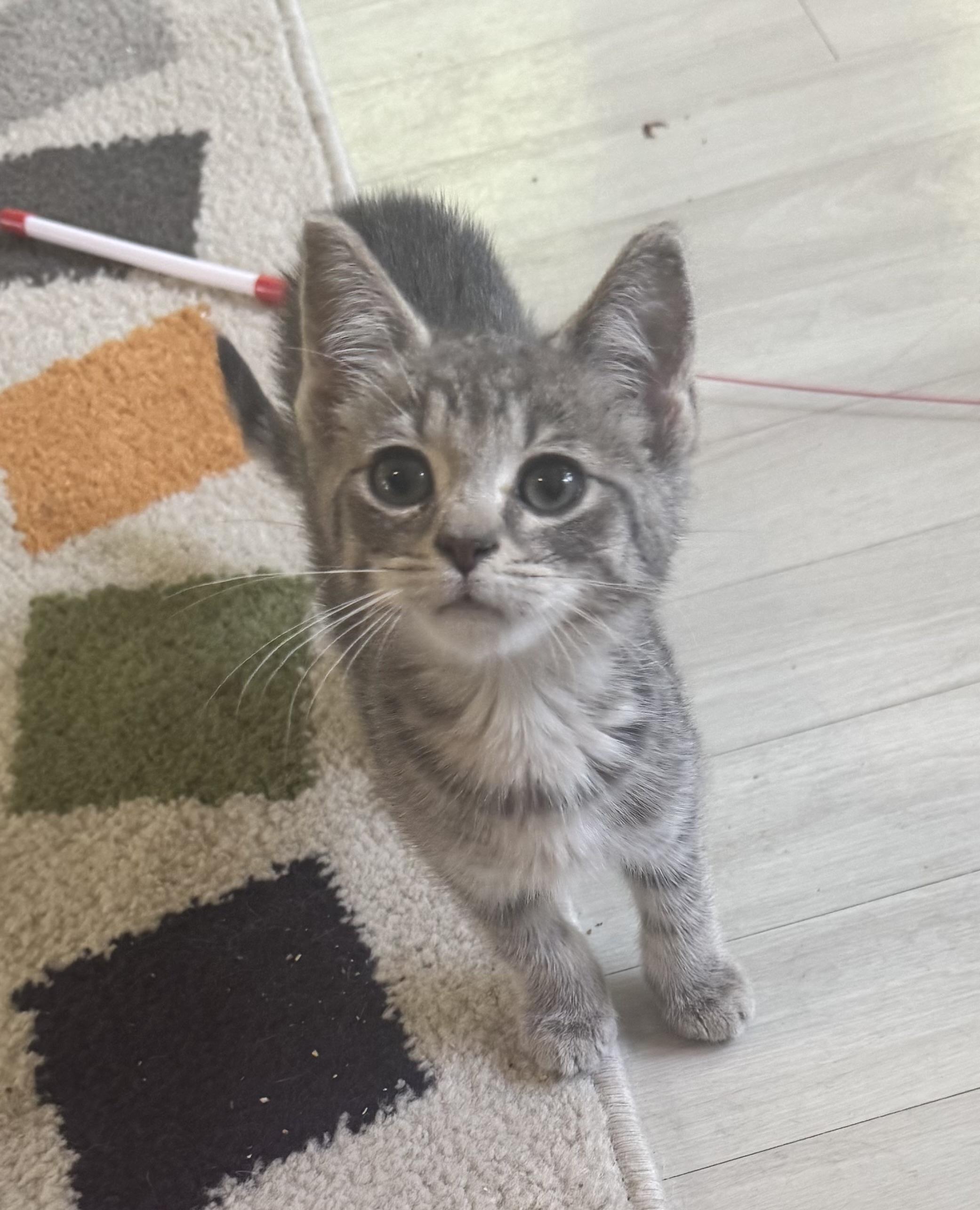 Sevyn, an adopted mixed breed in Saginaw, MI image 3/3