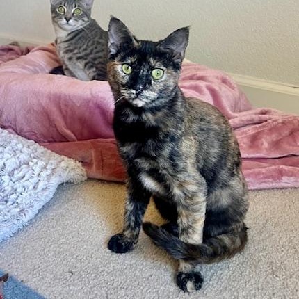 Daisy & Lola (bonded pair), a Adoptable Tabby in Sacramento, CA image 2/5