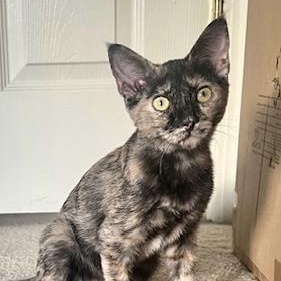 Daisy & Lola (bonded pair), Adoptable, Young Female Tabby.