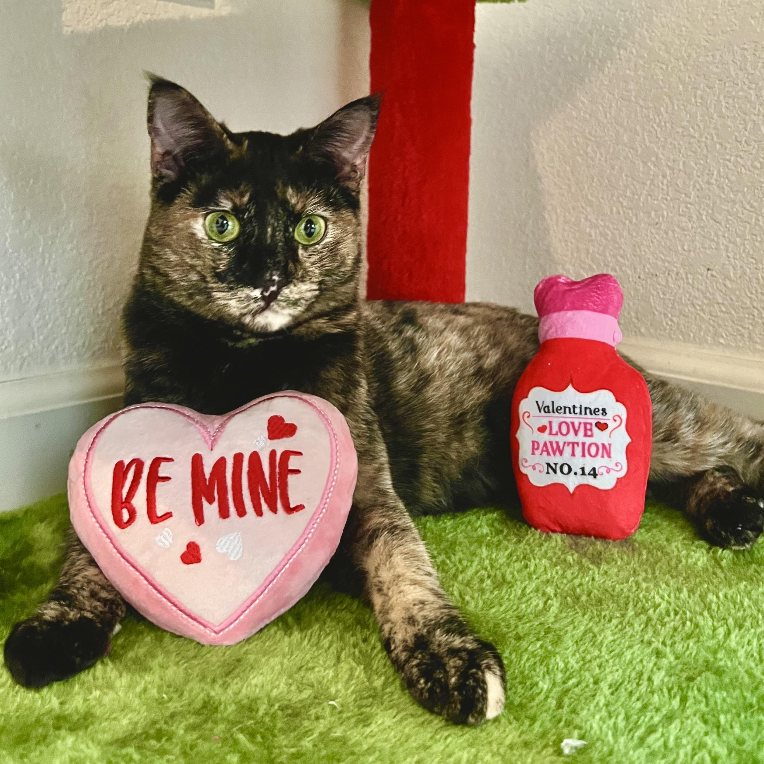 Daisy & Lola (bonded pair), Adoptable, Young Female Tortoiseshell.