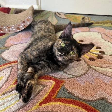 Daisy & Lola (bonded pair), a Adoptable Tabby in Sacramento, CA image 4/5