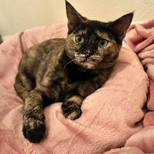 Daisy & Lola (bonded pair), a Adoptable Tabby in Sacramento, CA image 5/5