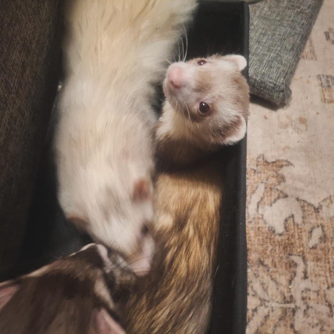 Circe, an adoptable Ferret in Lake worth, FL image 1/3