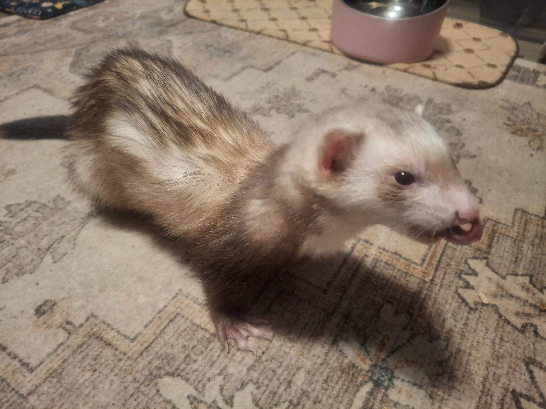 Circe, an adoptable Ferret in Lake worth, FL image 2/3