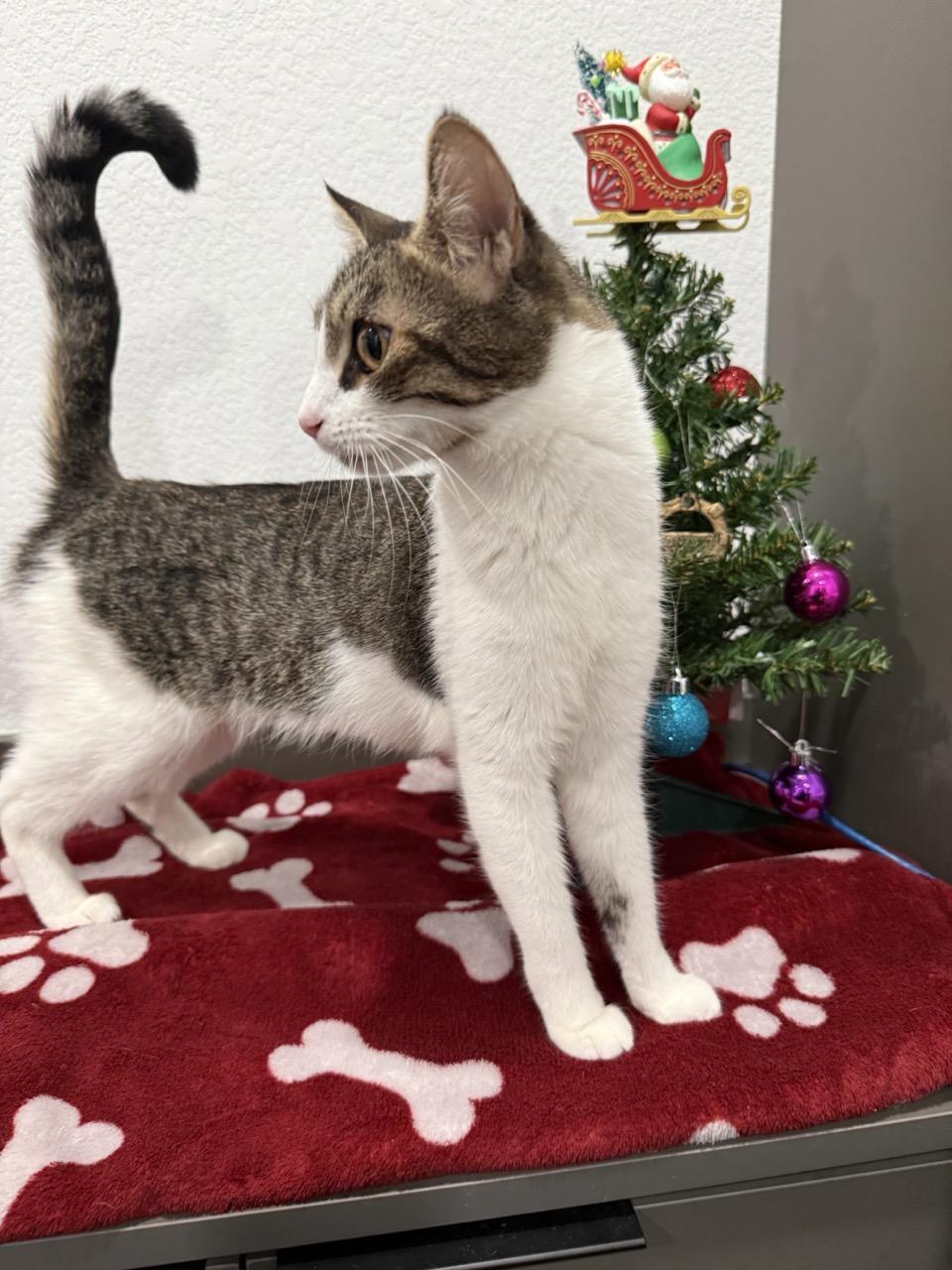 Ammie, Adoptable, Young Female Domestic Short Hair.