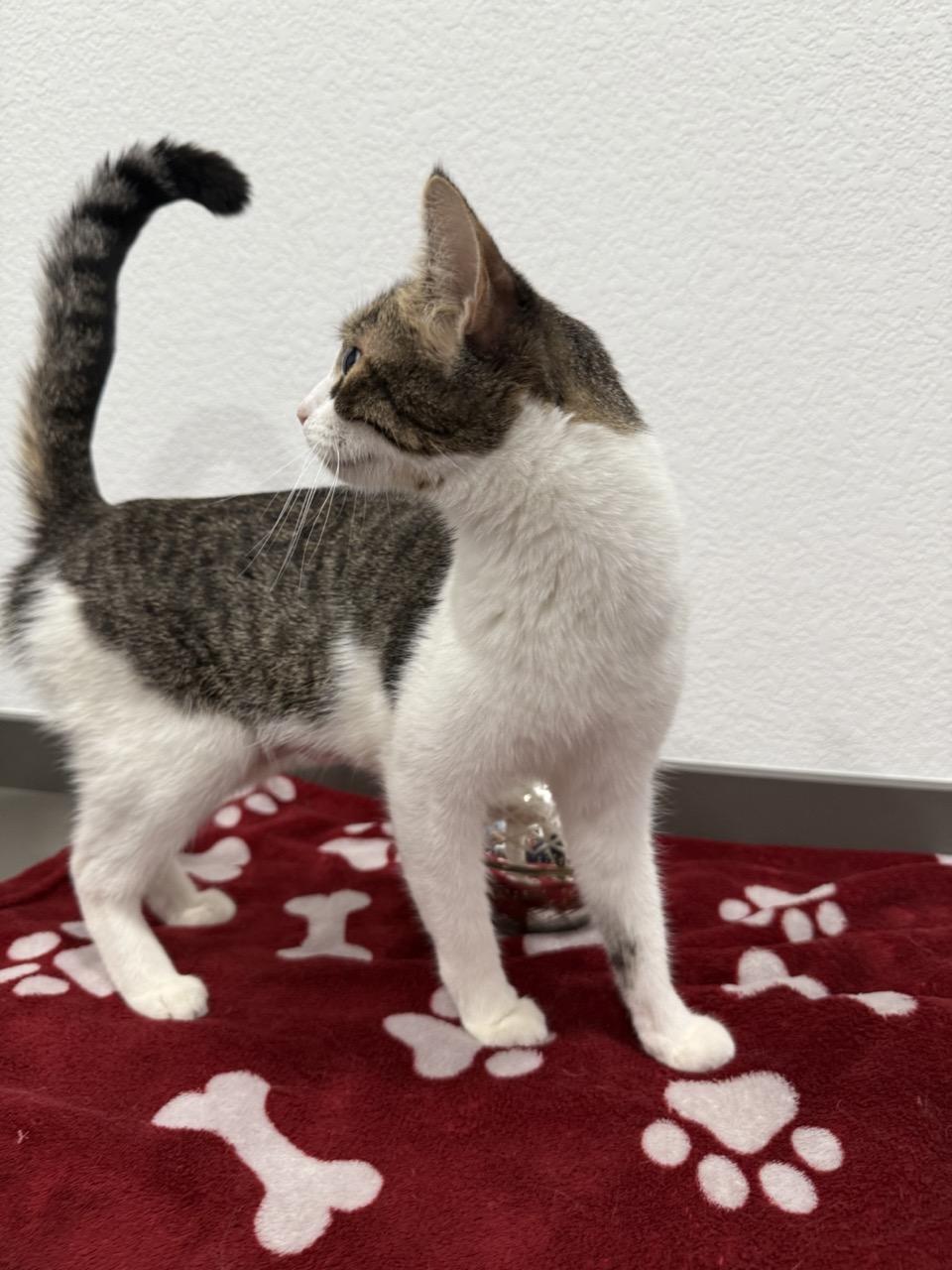 Enlarge Anime, a Adoptable Domestic Short Hair in Las Vegas, NV image 2/3