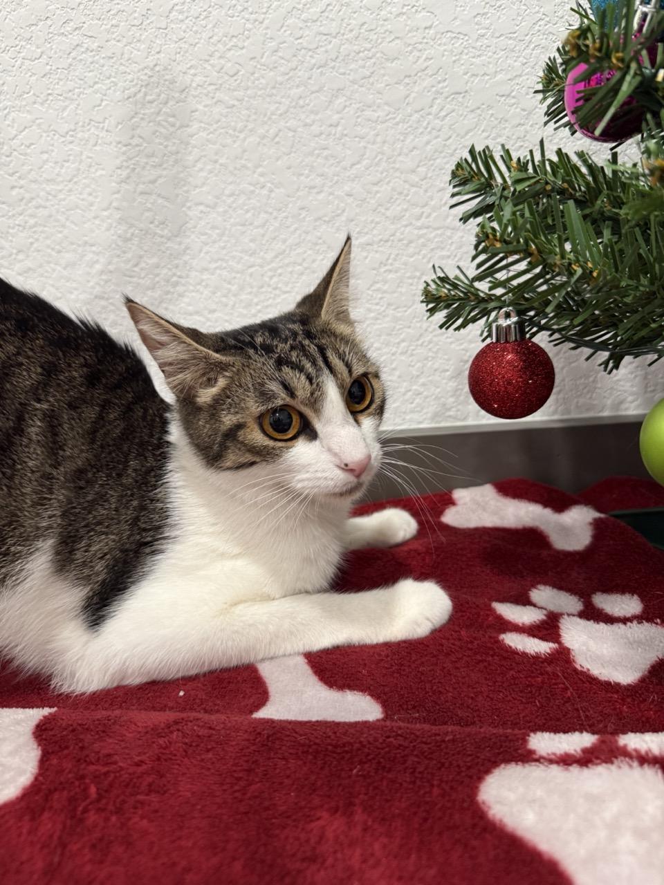 Enlarge Anime, a Adoptable Domestic Short Hair in Las Vegas, NV image 3/3