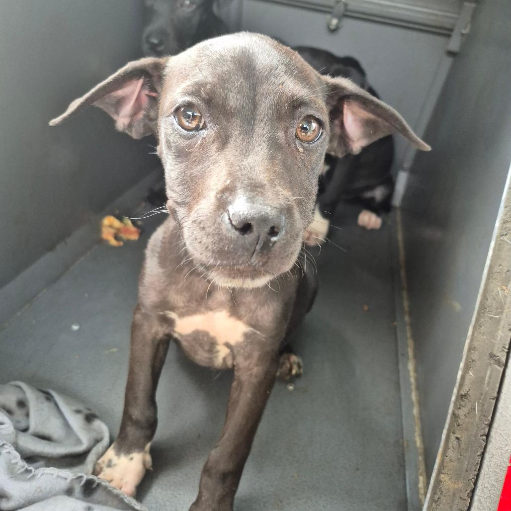 Enlarge Charlotte, a Adoptable mixed breed in Montgomery, AL image 1/2