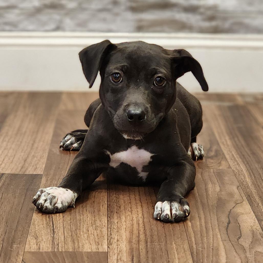 Enlarge Charlotte, a Adoptable mixed breed in Montgomery, AL image 2/2