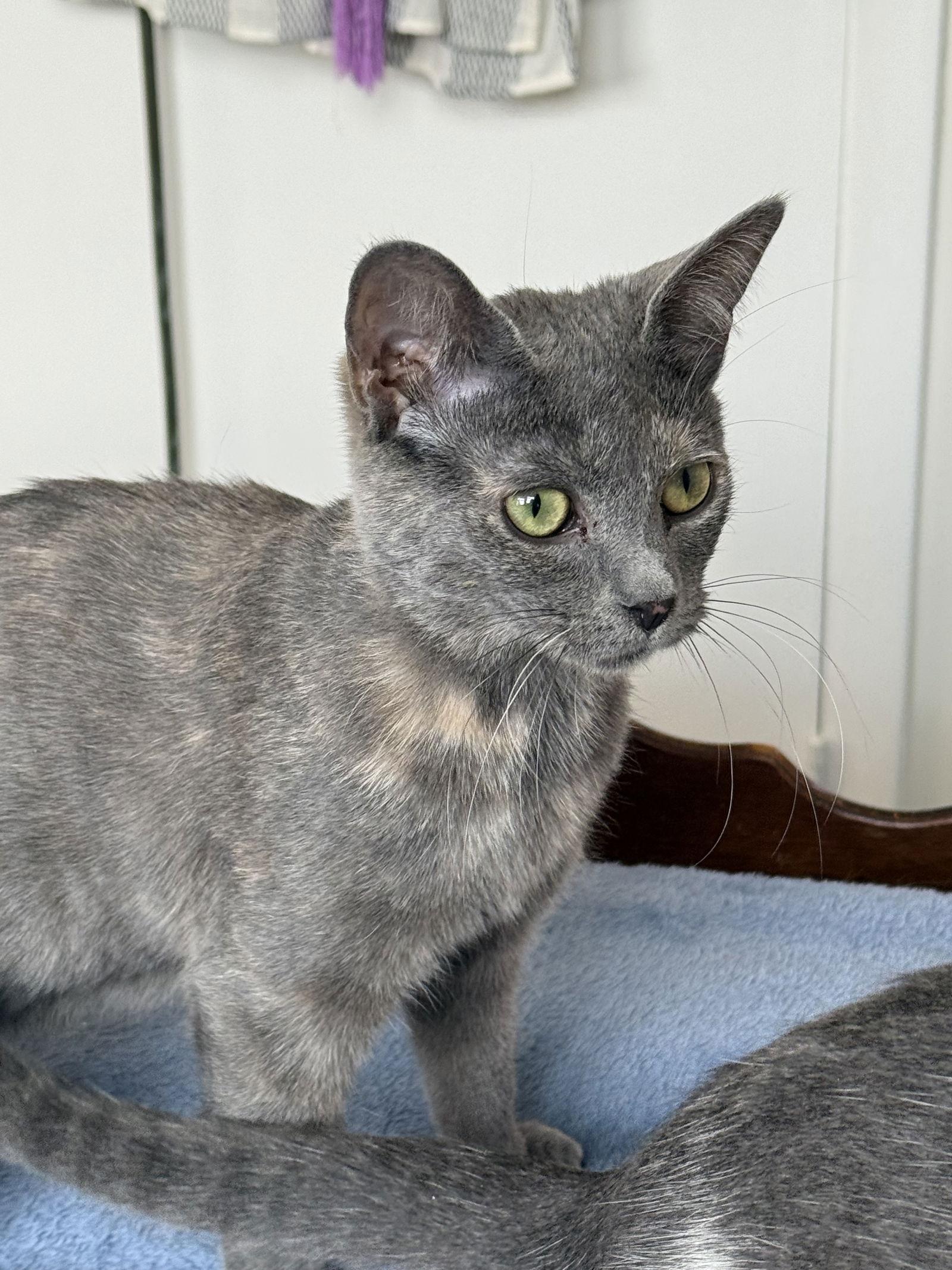 Arwen — thumbnail 2