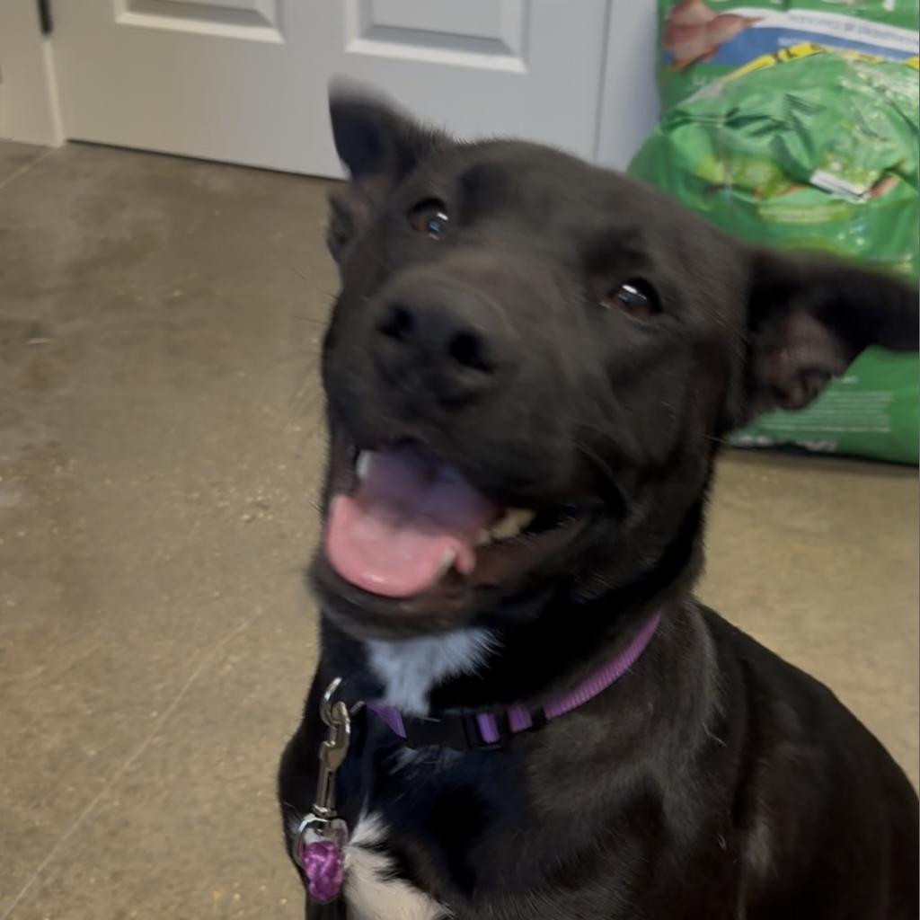 Enlarge Cardi, a Adoptable mixed breed in Midland, TX image 1/4