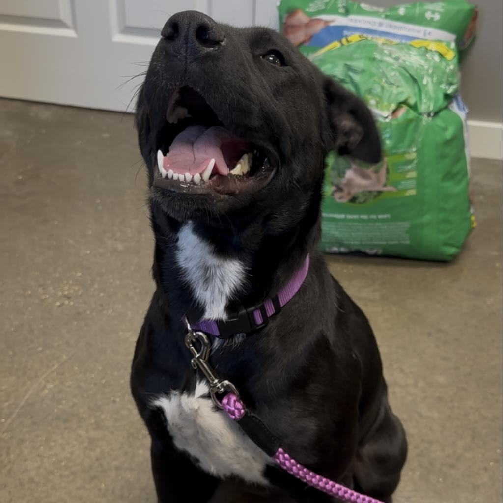 Enlarge Cardi, a Adoptable mixed breed in Midland, TX image 2/4