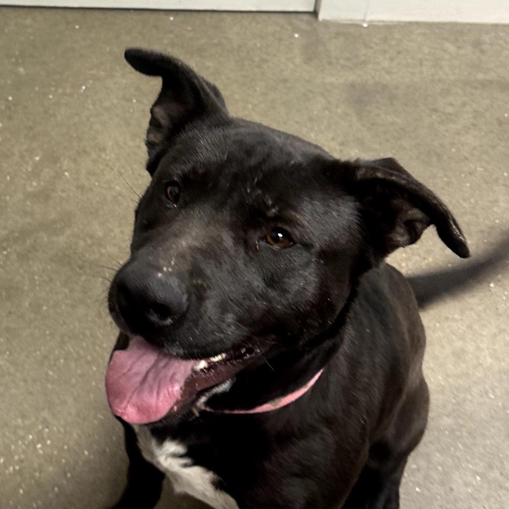 Enlarge Cardi, a Adoptable mixed breed in Midland, TX image 3/4