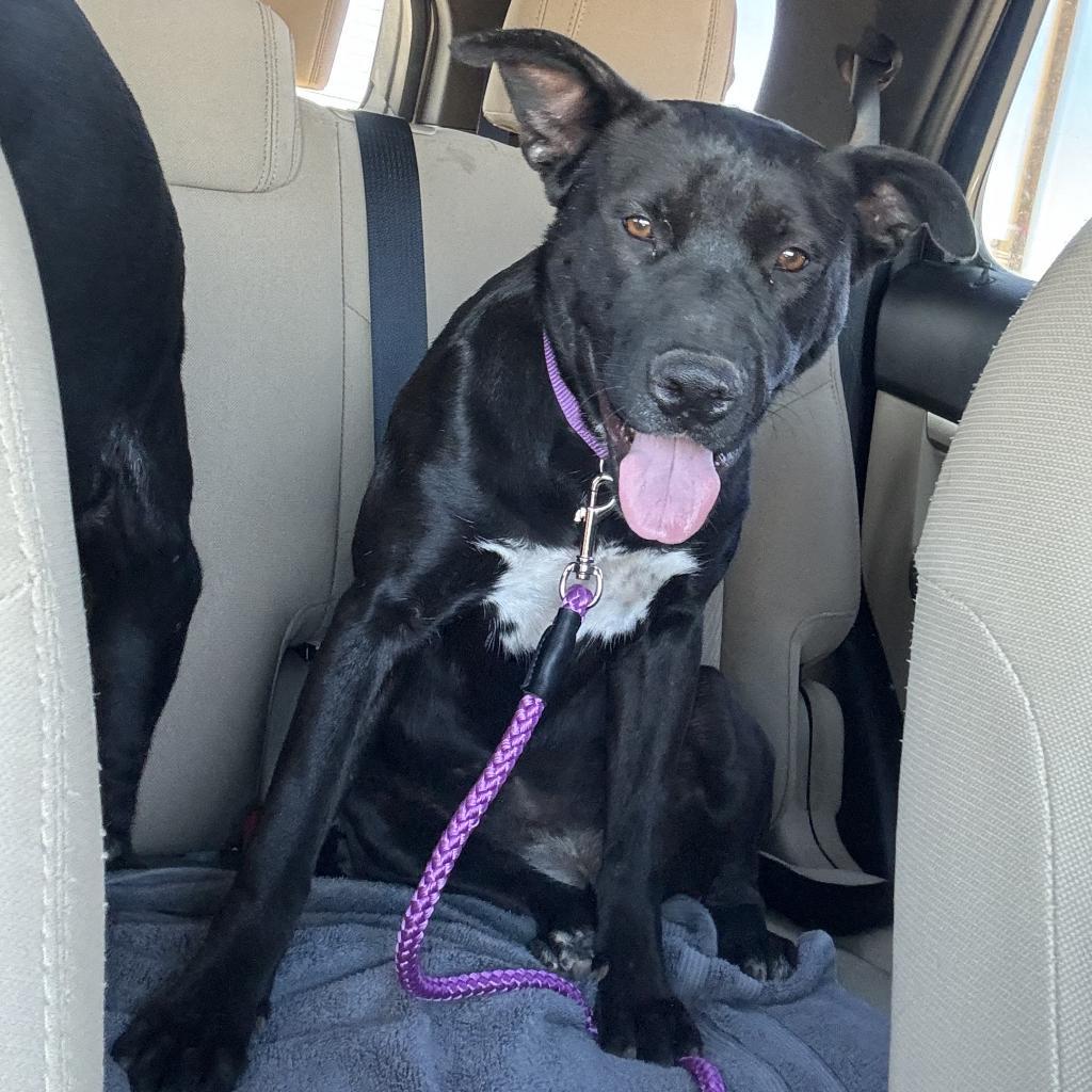 Enlarge Cardi, a Adoptable mixed breed in Midland, TX image 4/4