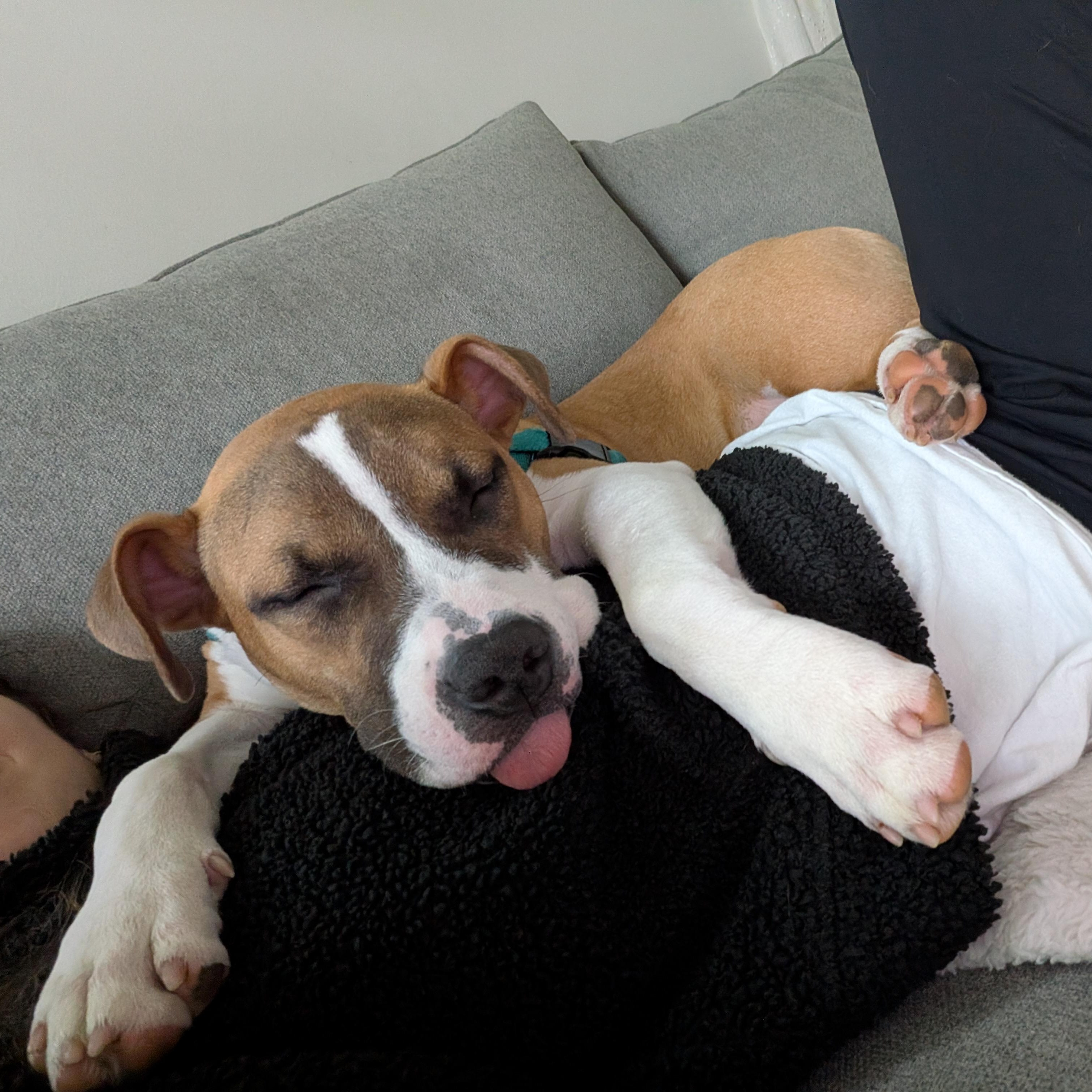 Enlarge Dash, a ADOPTABLE mixed breed in Rochester, NY image 4/6