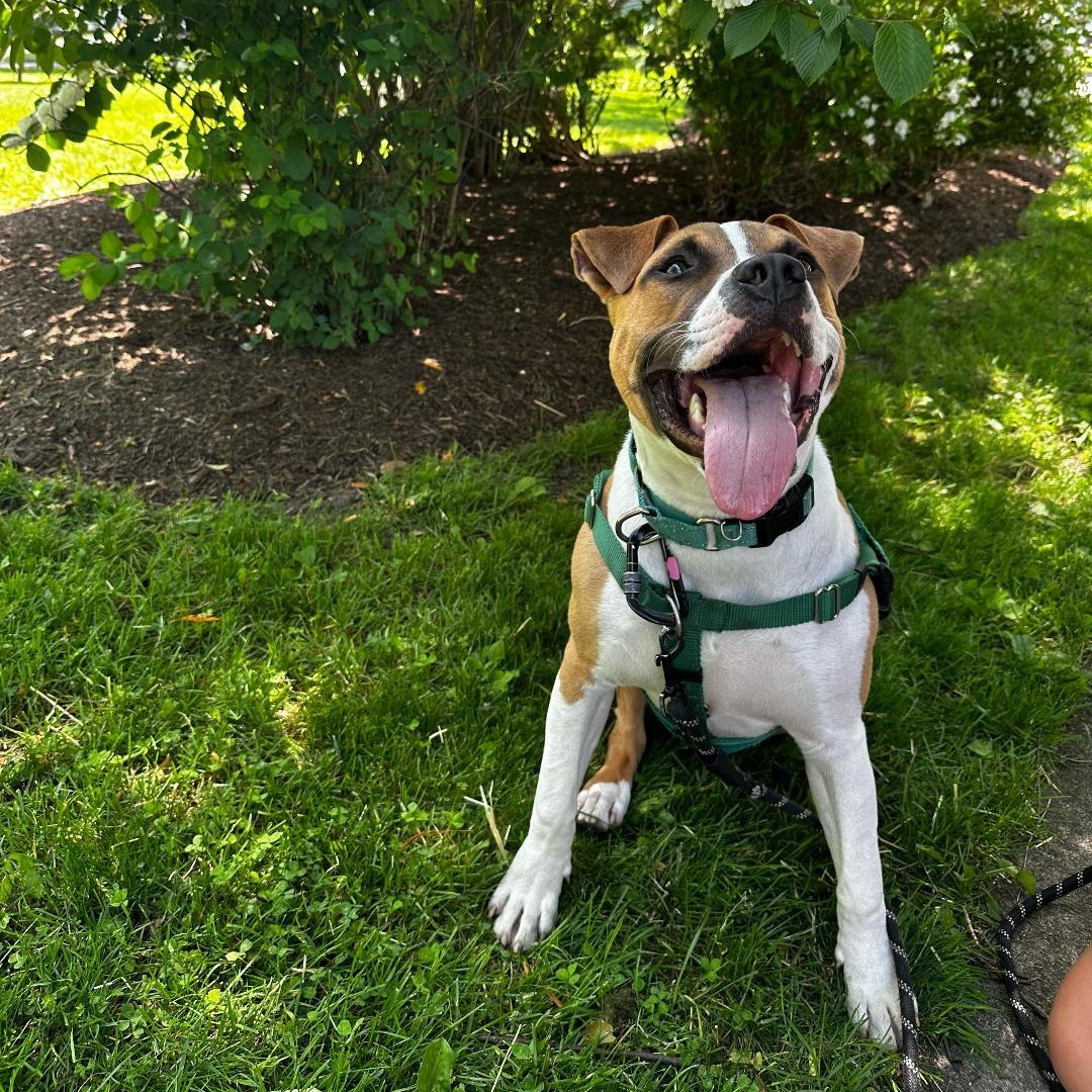 Enlarge Dash, a ADOPTABLE mixed breed in Rochester, NY image 2/6