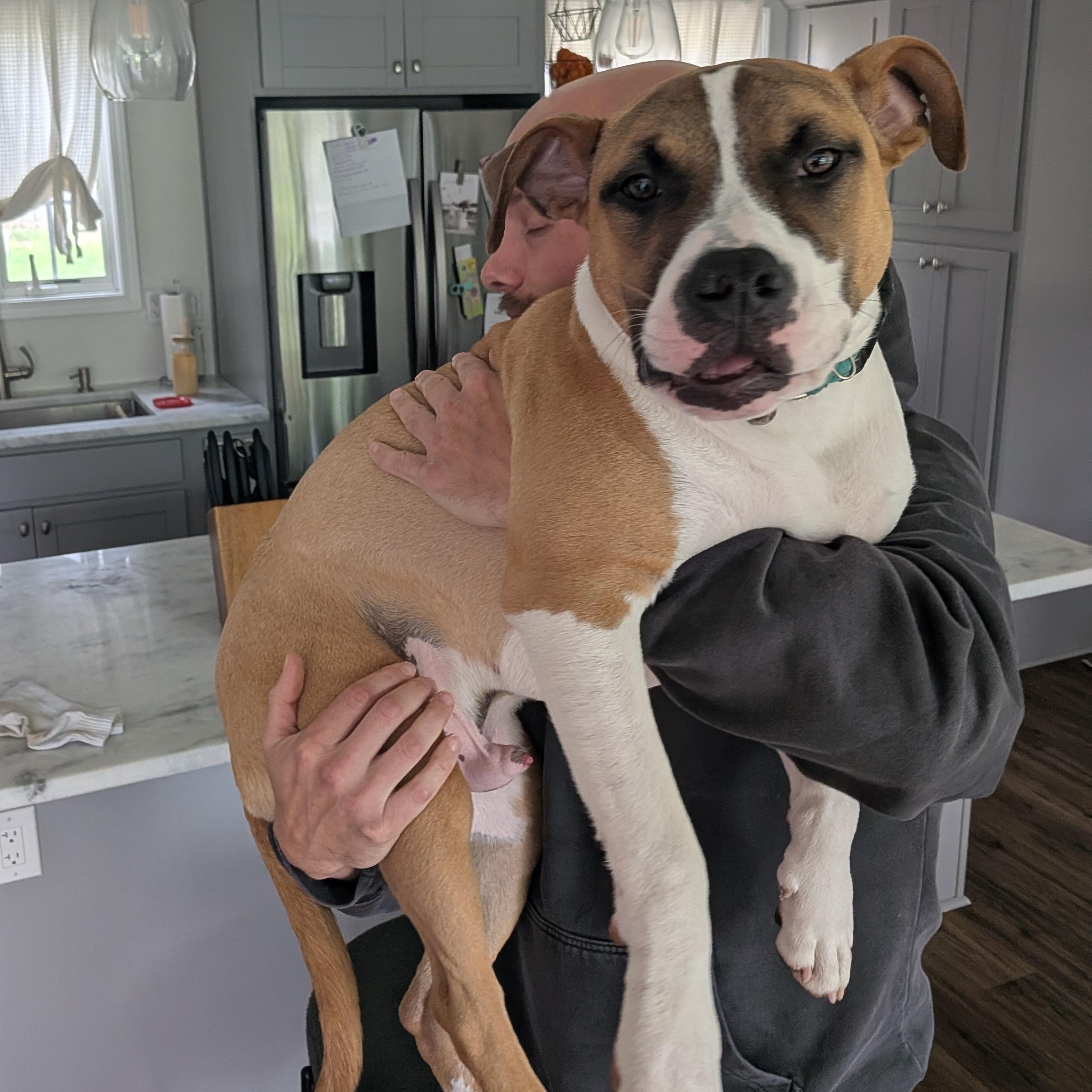 Enlarge Dash, a ADOPTABLE mixed breed in Rochester, NY image 5/6