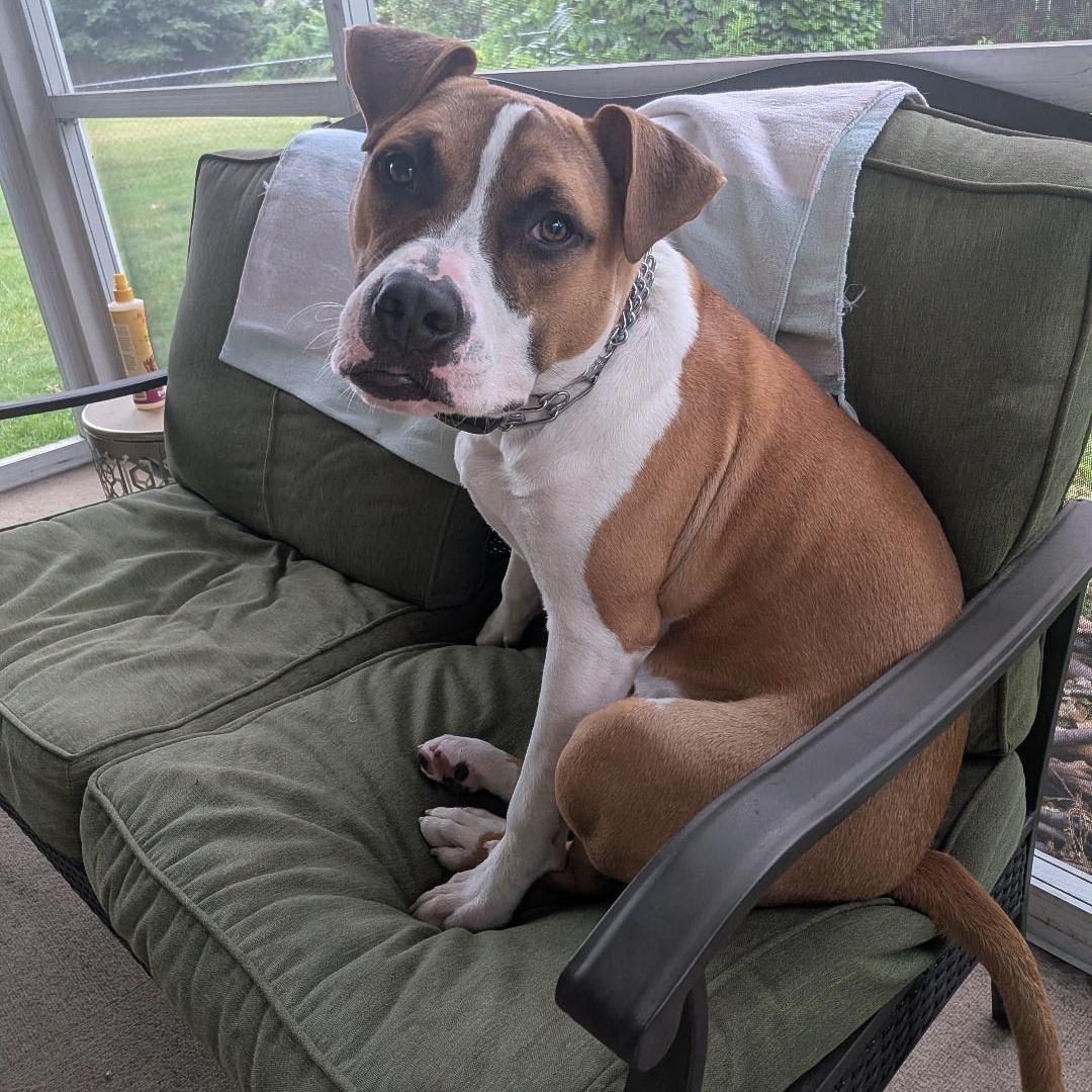 Dash, ADOPTABLE, Puppy Male Boxer & Pit Bull Terrier.