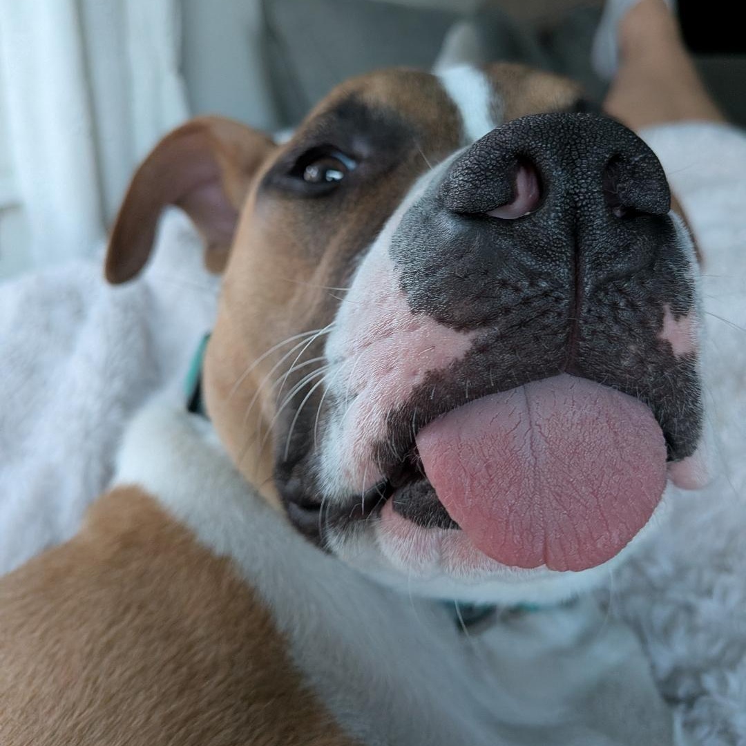 Enlarge Dash, a ADOPTABLE mixed breed in Rochester, NY image 3/6