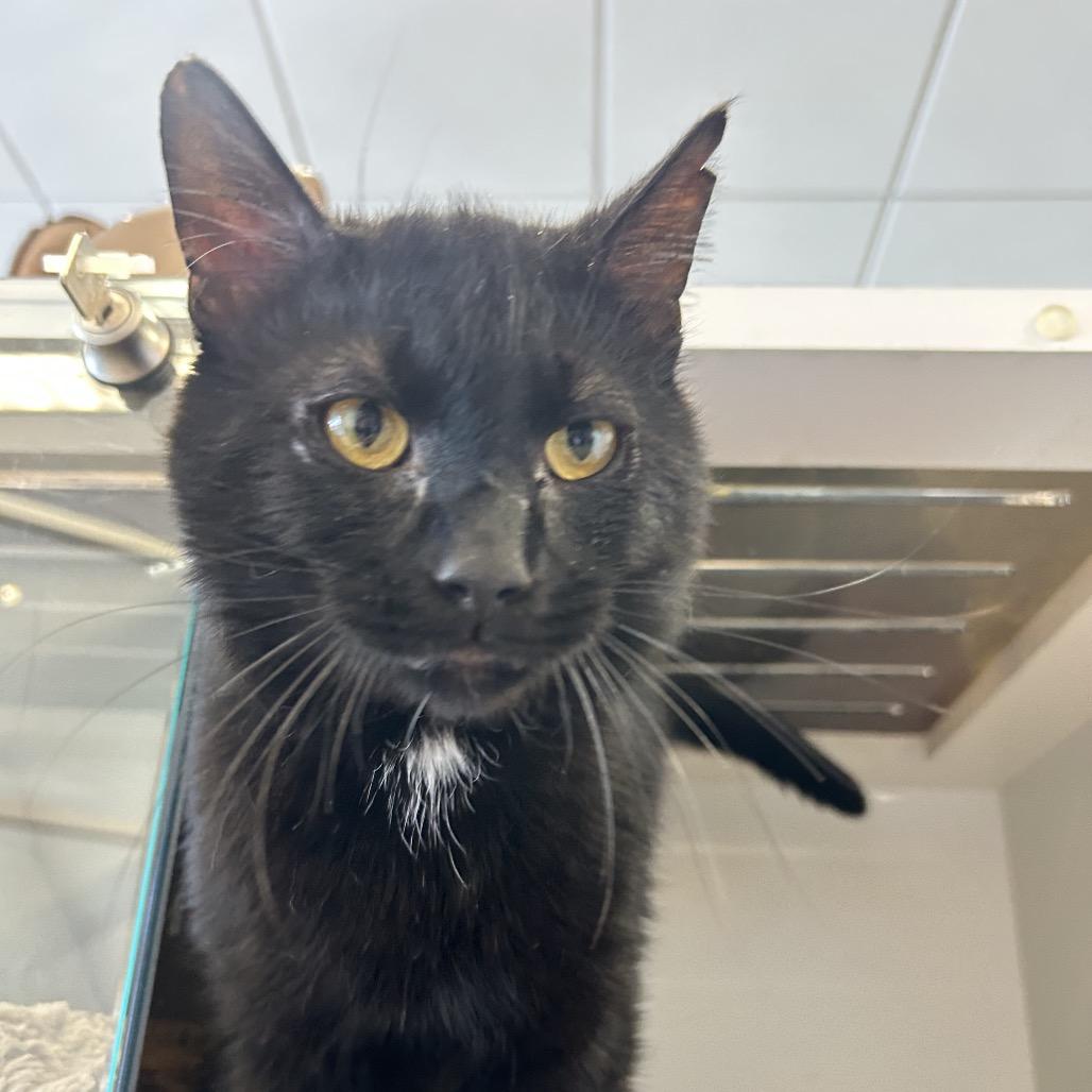 Rock, Adoptable, Adult Male Domestic Short Hair.