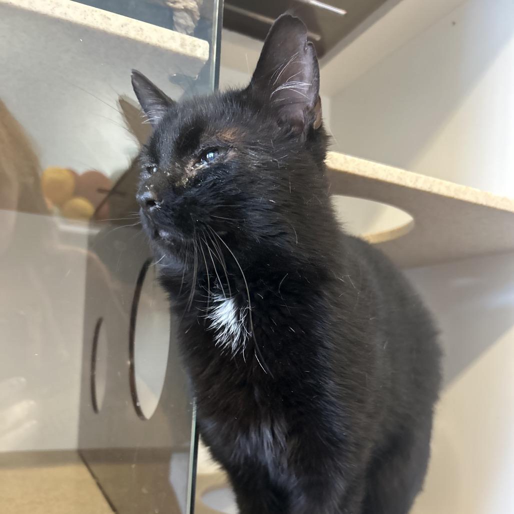 Rock, Adoptable, Adult Male Domestic Short Hair.
