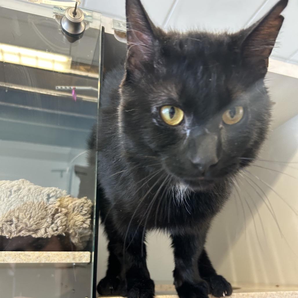 Rock, a Adoptable Domestic Short Hair in Park City, UT image 2/3
