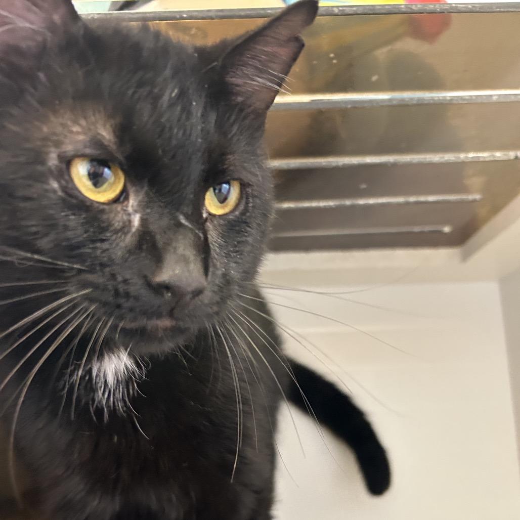Rock, a Adoptable Domestic Short Hair in Park City, UT image 3/3