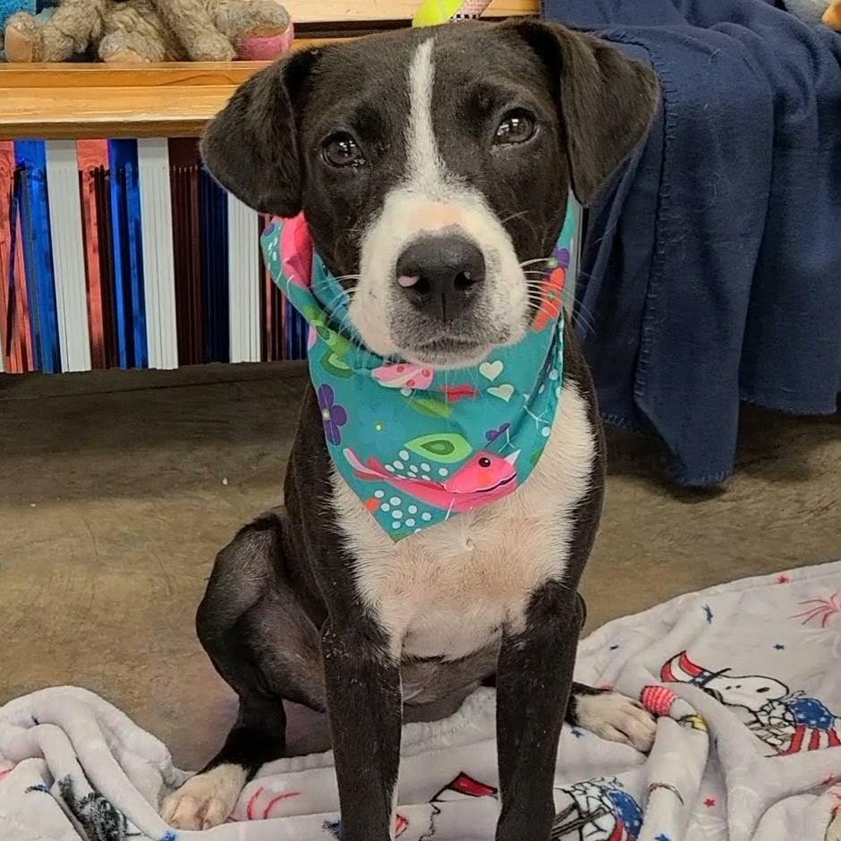 Danielle, ADOPTABLE, Young Female Labrador Retriever.